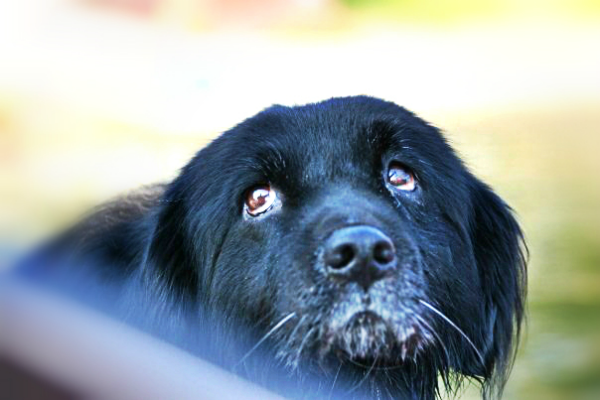 Puppy Dog Eyes