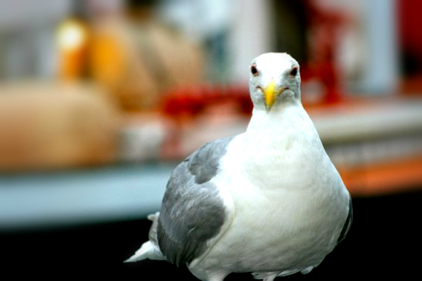 Incredulous Seagull
