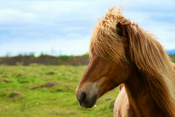 Icelandic Horse