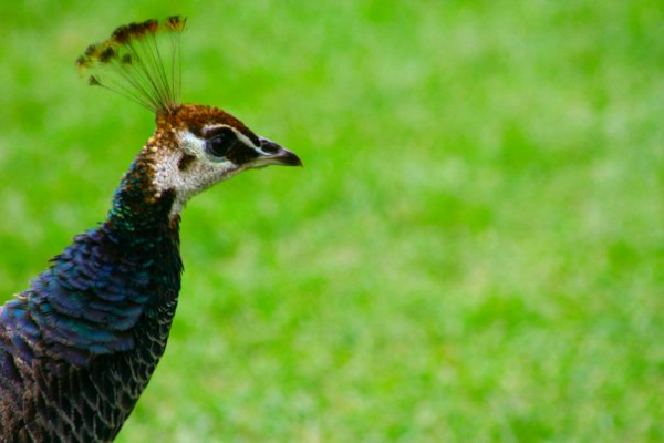 Peacock	